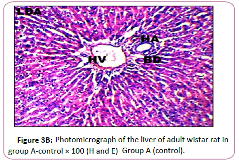 anatomical-adult wistar